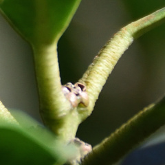 Acokanthera oppositifolia