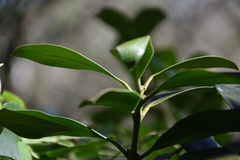 Acokanthera oppositifolia