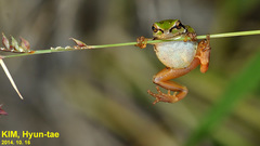 Hyla suweonensis