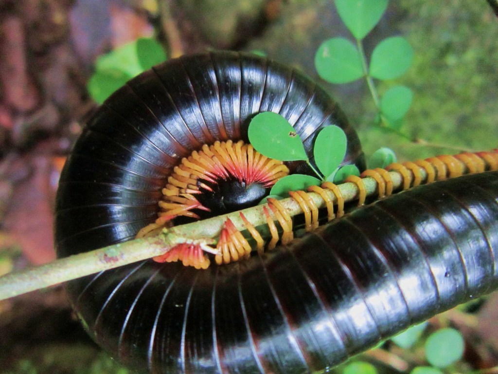 Ruby-footed Black Millipede