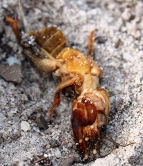 Gryllotalpa africana