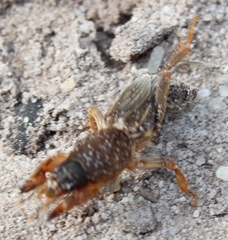 Gryllotalpa africana