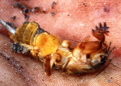 Gryllotalpa africana