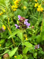 Prunella grandiflora