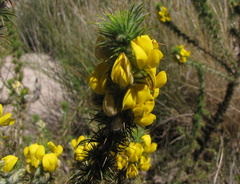 Aspalathus shawii shawii