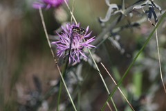 Pseudoanthidium tenellum