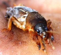 Gryllotalpa africana