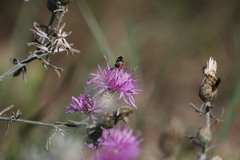 Pseudoanthidium tenellum