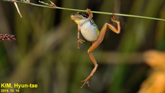 Hyla suweonensis