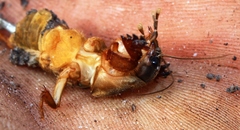 Gryllotalpa africana