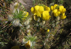 Aspalathus shawii shawii