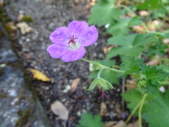 Geranium wallichianum