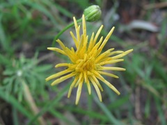 Crepis micrantha