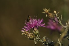 Pseudoanthidium tenellum