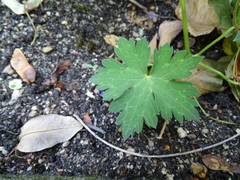 Geranium wallichianum