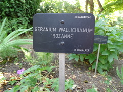 Geranium wallichianum
