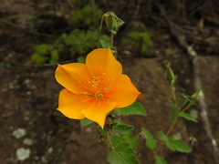 Mentzelia scabra chilensis