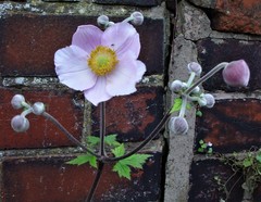 Eriocapitella × hybrida