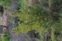Leucadendron macowanii