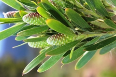 Leucadendron macowanii