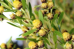 Leucadendron macowanii