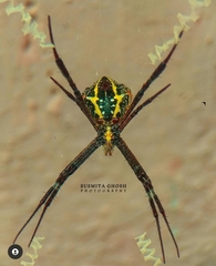 Argiope
