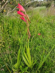 Gladiolus dalenii