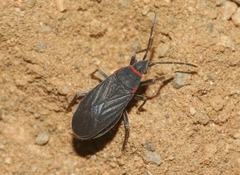 Melacoryphus rubicollis