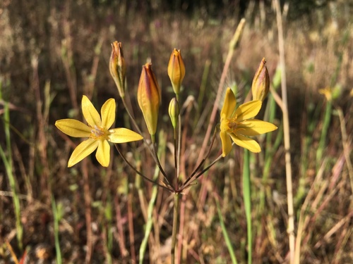 iNaturalist observation photo of Prettyface
