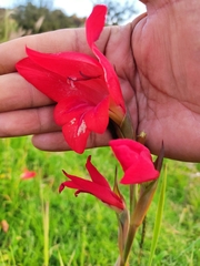 Gladiolus dalenii