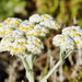 Helichrysum crispum - Photo (c) Richard Adcock, μερικά δικαιώματα διατηρούνται (CC BY-NC), uploaded by Richard Adcock