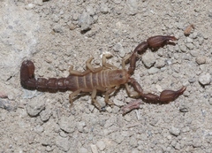 Catalinia andreas