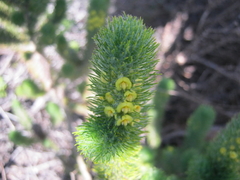 Aspalathus alopecurus