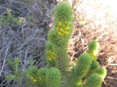 Aspalathus alopecurus