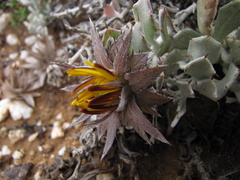 Berkheya cuneata