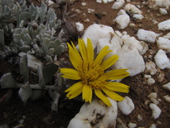 Berkheya cuneata