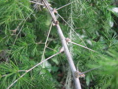 Asparagus macowanii