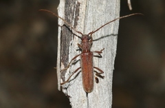 Aneflomorpha lineare