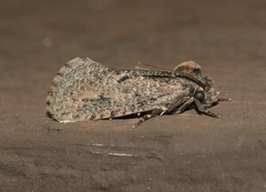 Acrolophus kearfotti