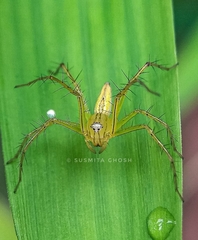 Oxyopes