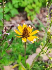 Heliopsis longipes