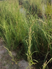 Atriplex patens