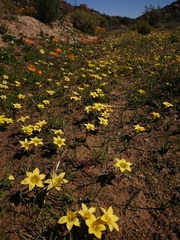 Romulea citrina