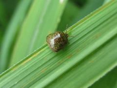 Megacopta punctatissima