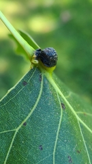 Pemphigus populicaulis