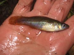 Poeciliidae