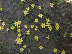 Romulea citrina