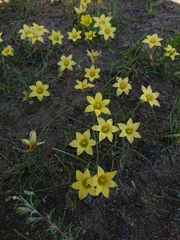 Romulea citrina