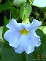 Thunbergia natalensis