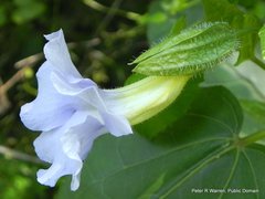 Thunbergia natalensis